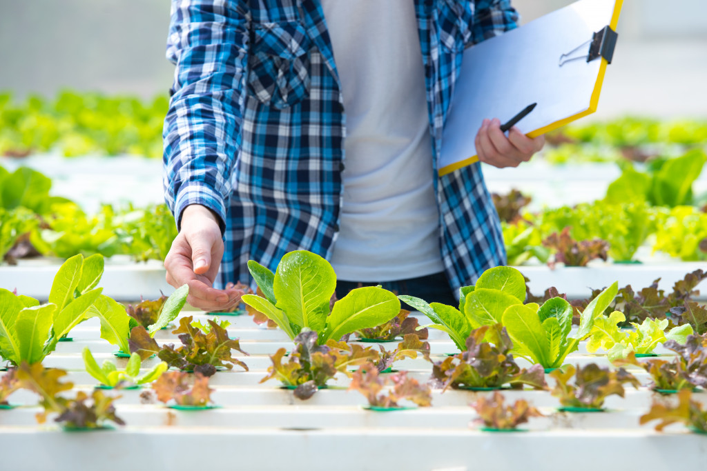 man holding a chart in a hydroponic farm